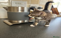 Mixed Breed cats for sale: 1 x Stunning Beautiful Girl Kitten Ready NOW - Image 7
