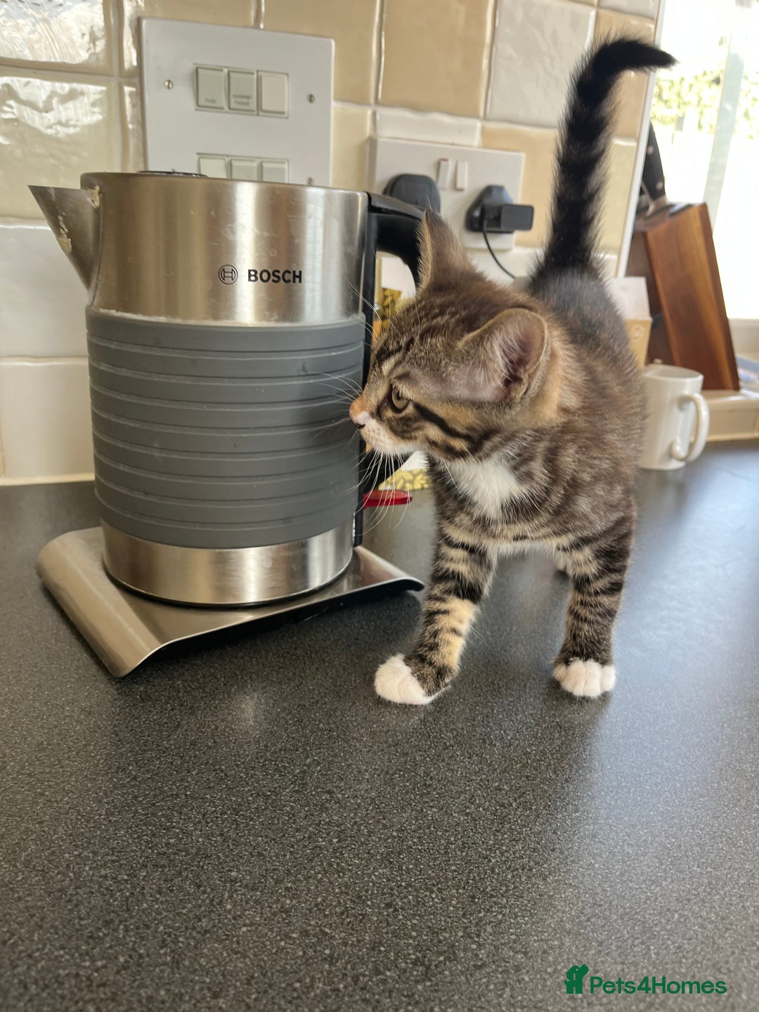 Mixed Breed cats for sale: 1 x Stunning Beautiful Girl Kitten Ready NOW - Image 7