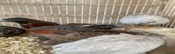 Mixed Breed poultry for sale: Beautiful Quals and Quals and chicken - Advert 19