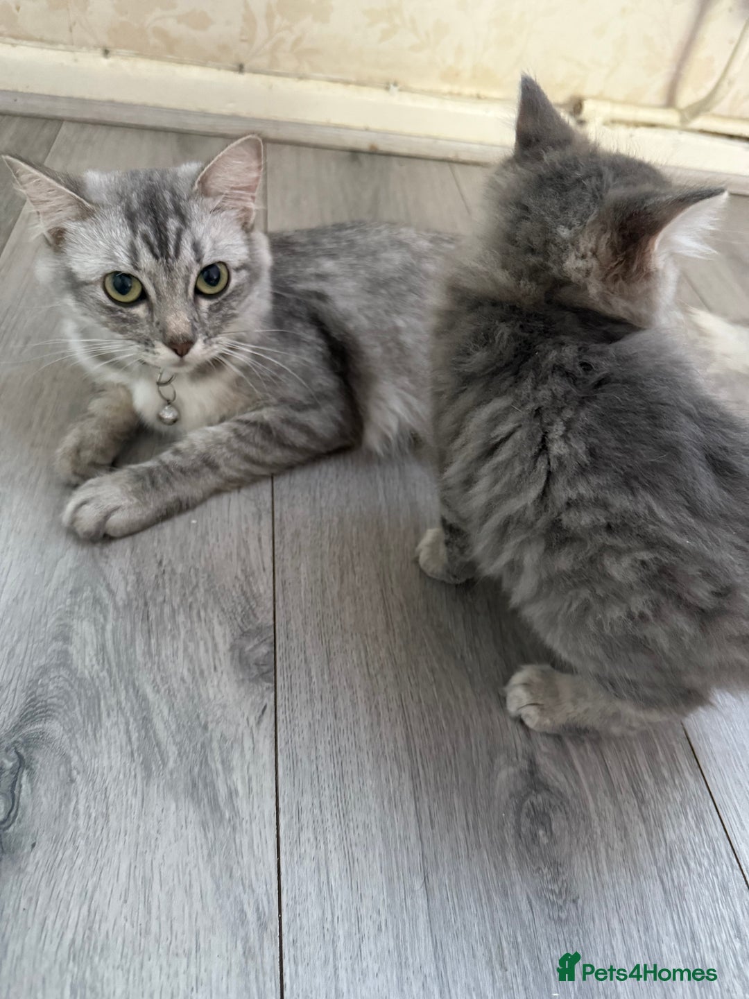 Ragdoll cats for sale: Stunning ragdoll cross BSH - Image 11