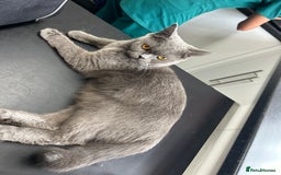 Mixed Breed cats for sale: Kitten British blue x pure black Tom cat - Image 6
