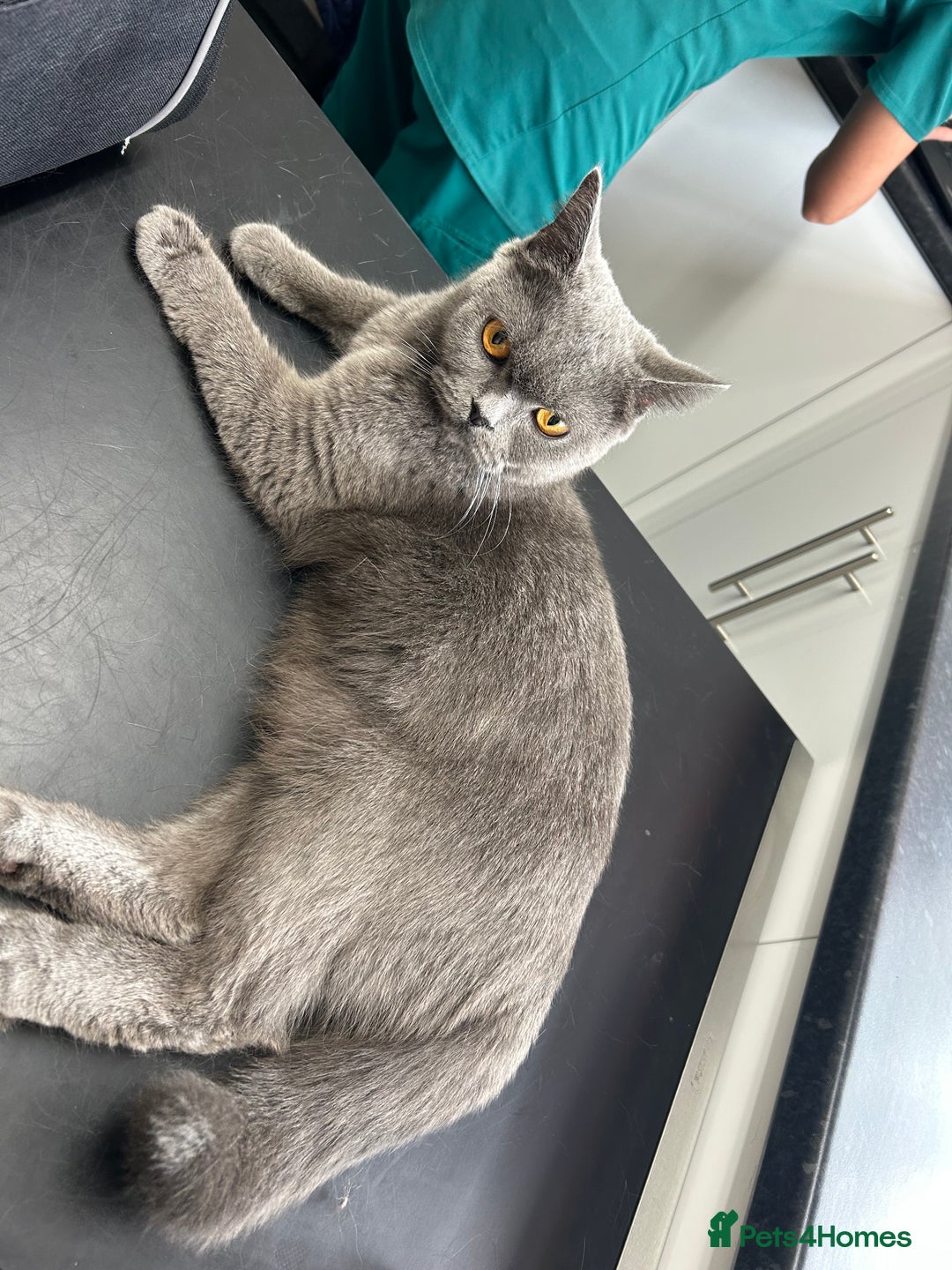 Mixed Breed cats for sale: Kitten British blue x pure black Tom cat - Image 6