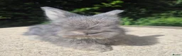 Angora rabbits for sale: 🌟STUNNING ANGORA BABIES- maxi full face 🌟 - Advert 16