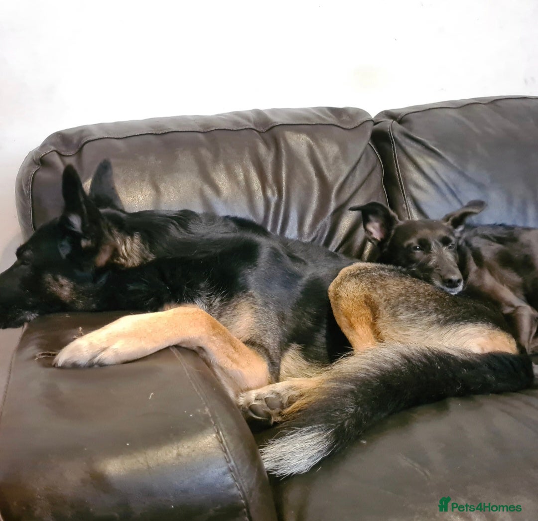 German Shepherd dogs for sale: Gsd x Rottweiler x Deerhound - Marley 💕 - Advert 10