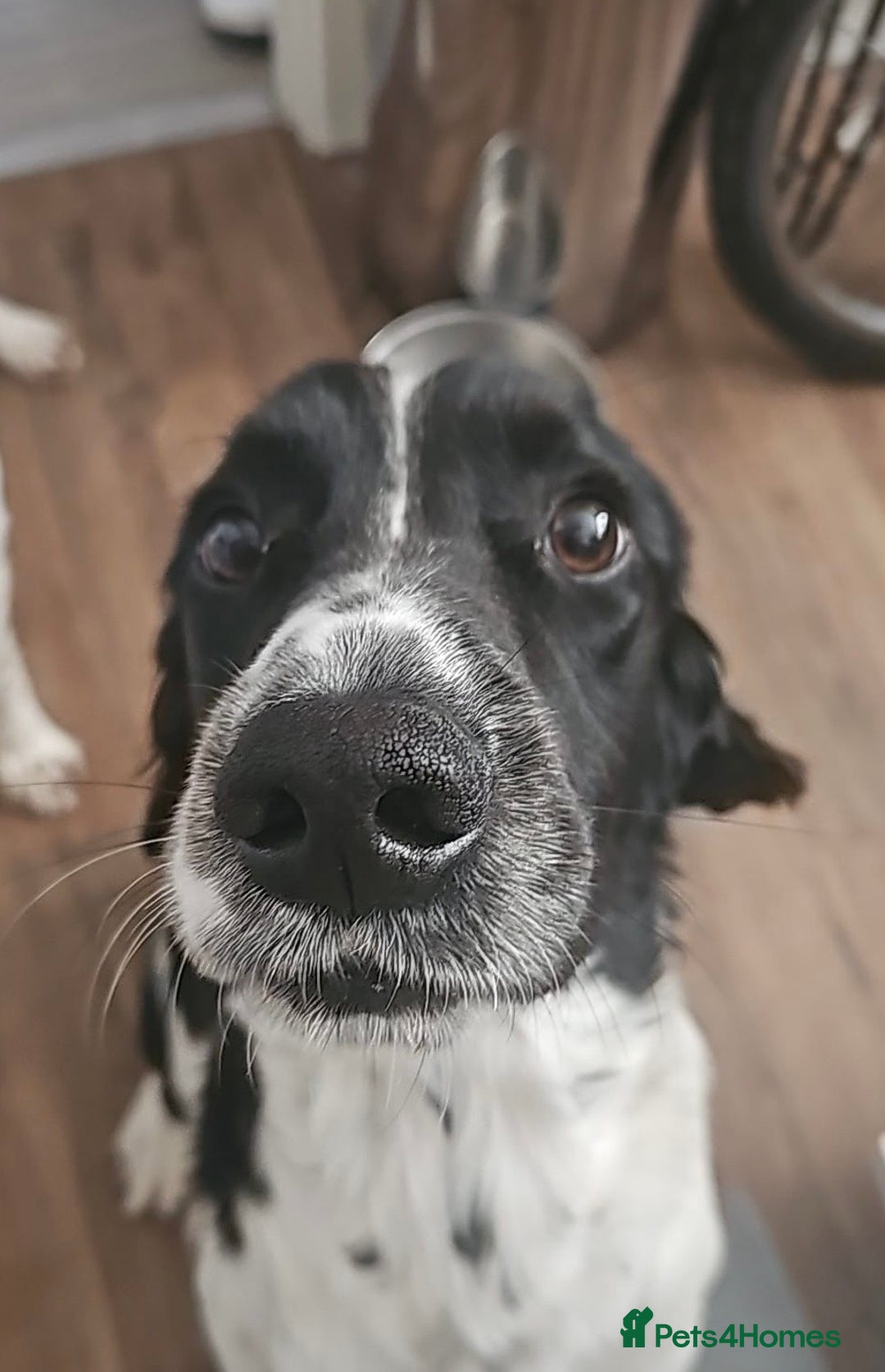 Sprocker dogs for sale: Spoker  - Image 2