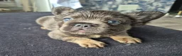 French Bulldog dogs for sale: Full fluffy frenchies in Newport - Advert 4