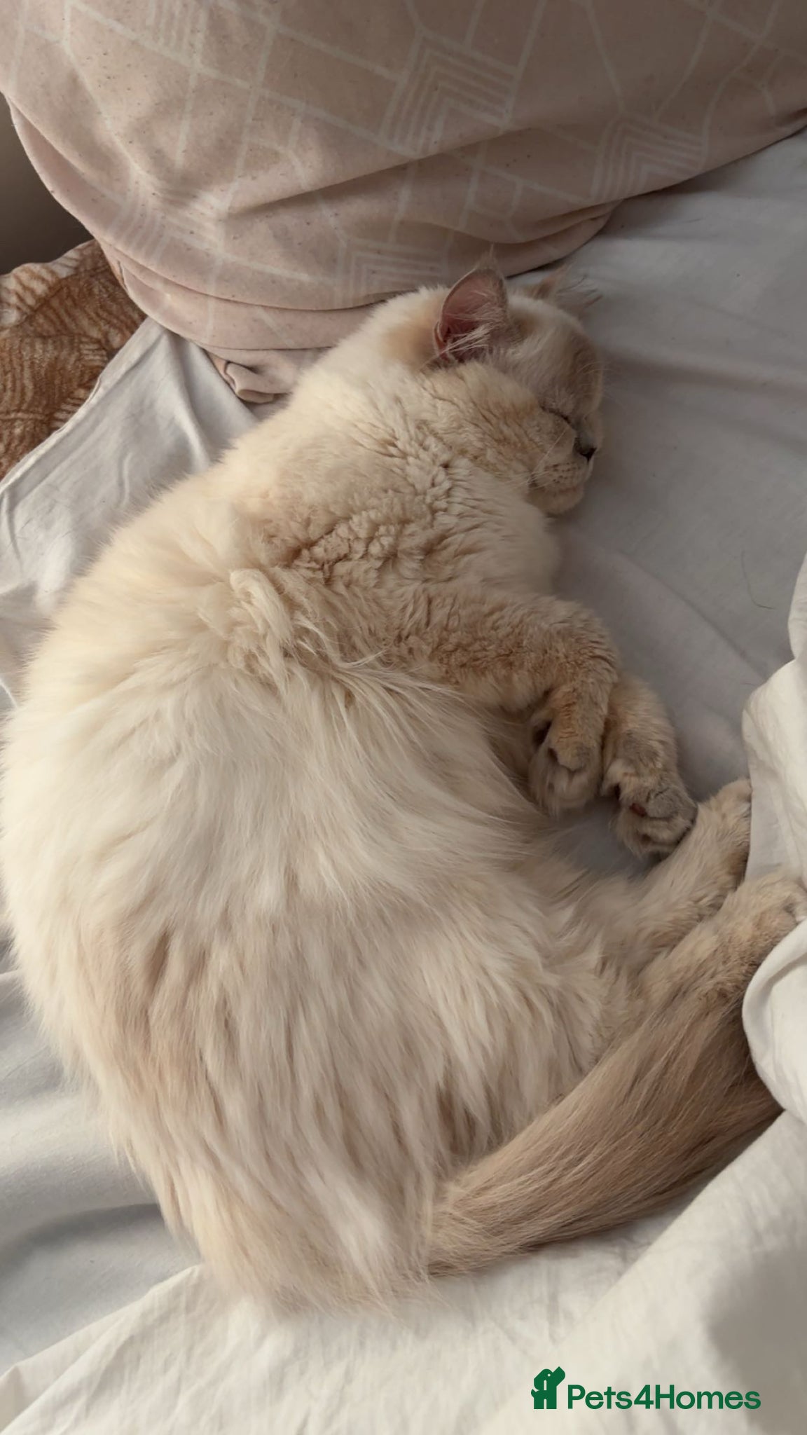 British Shorthair cats for sale: Kittens for sale  - Advert 1