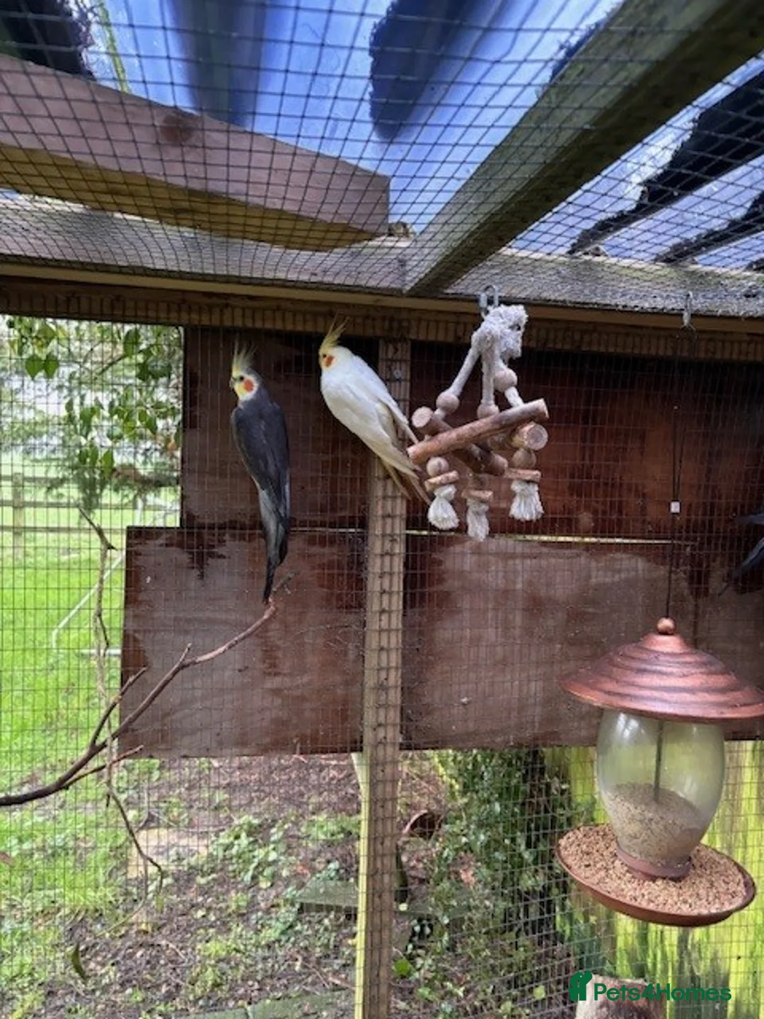 Cockatiels birds for sale: Cockatiels  for sale - Advert 3