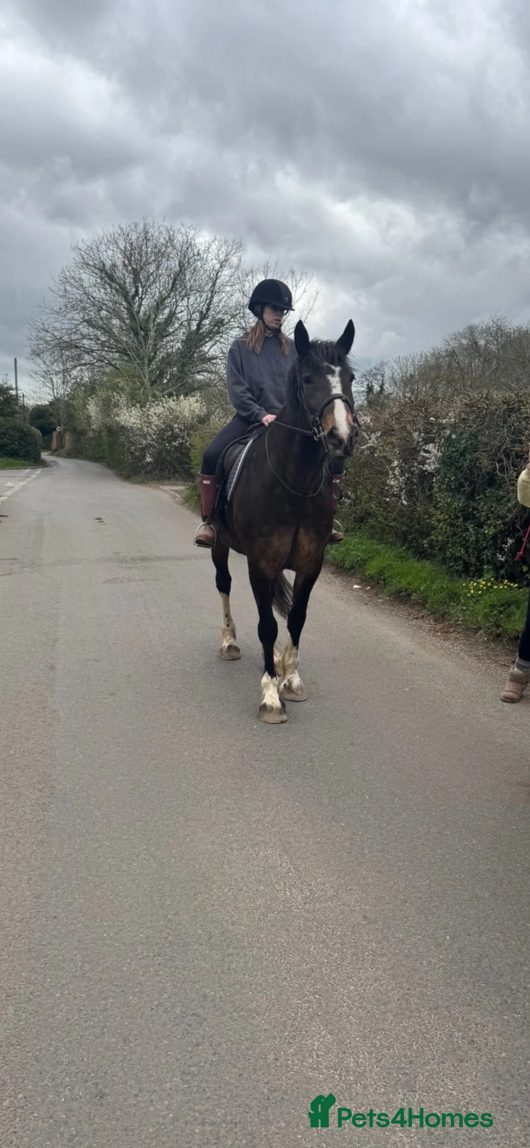 Welsh Section D horses for sale: Perfect project  - Advert 2