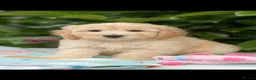 Cockapoo dogs for sale: 🌸 READY NOW SHOW QUALITY TOY F1 COCKERPOOS 🌸 - Advert 6