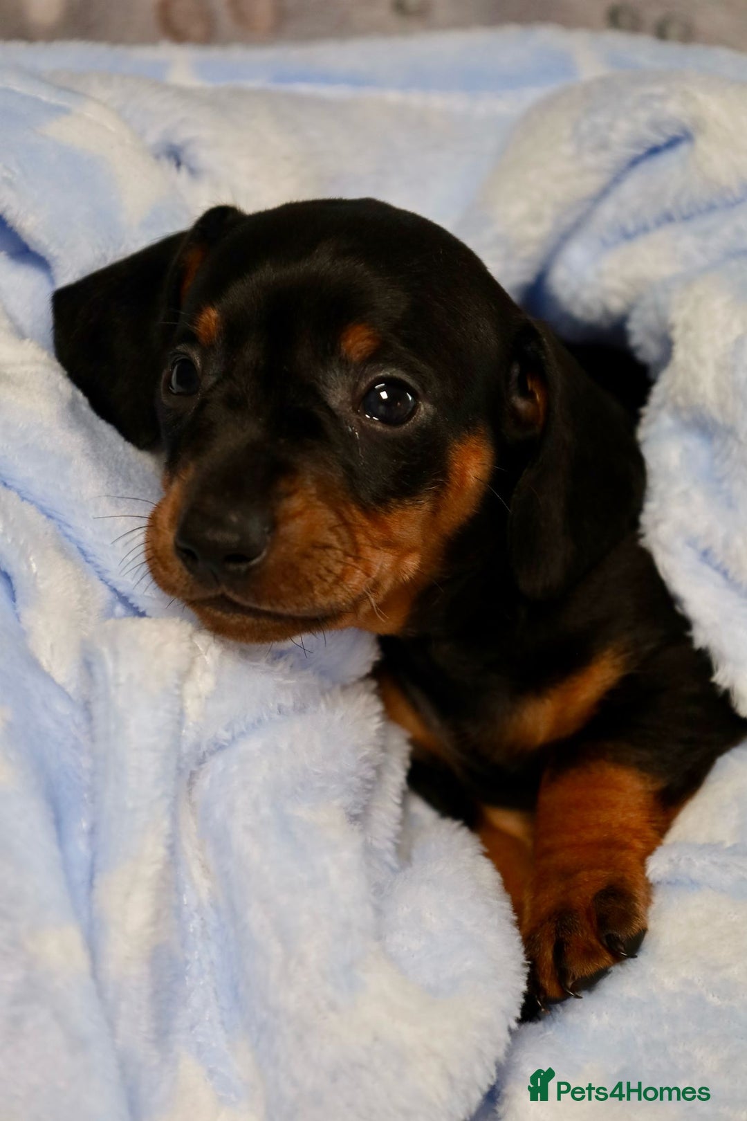 Dachshund dogs for sale: Dachshund Cute Puppies Looking for Forever Home   - Image 14
