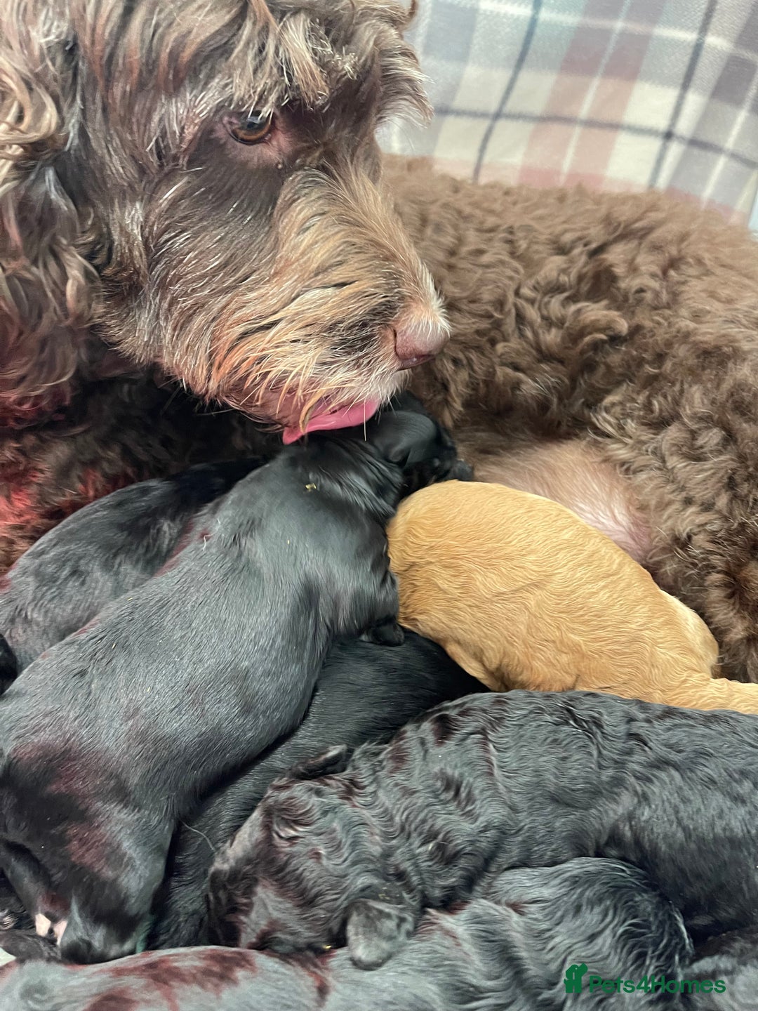 Labradoodle dogs for sale: ⭐️Miniature Multigen Labradoodle Puppies⭐️ - Advert 13