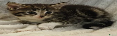 Maine Coon 1