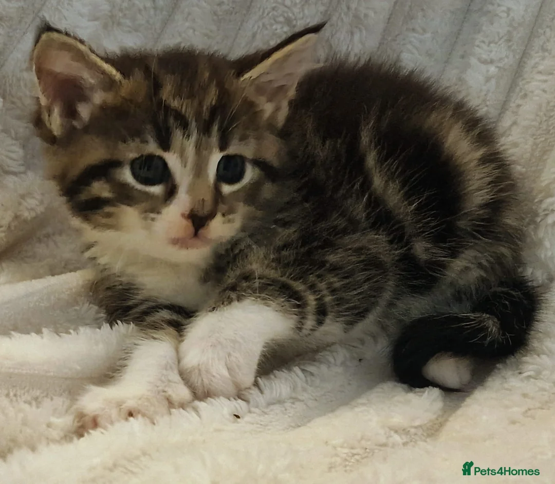 Maine Coon cats for sale: Maine Coon X  - Advert 1