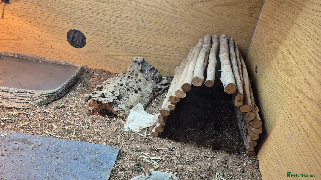 Hermann Tortoise reptiles for sale: Hermann tortoise with vivarium  - Advert 4