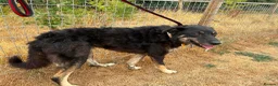 Mixed Breed dogs for adoption: Daniel - Ipswich Suffolk  in Ipswich - Advert 11