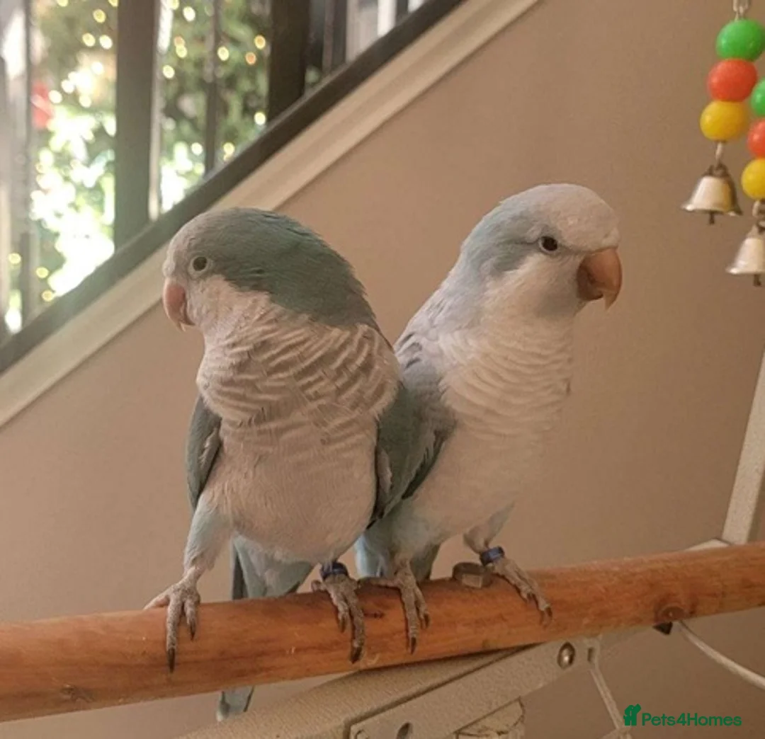 Parrots birds for sale: Smart & Social Parrots–Loves to Talk in High Wycombe - Advert 1