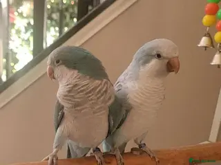 Parrots birds Smart & Social Parrots–Loves to Talk - Advert 2