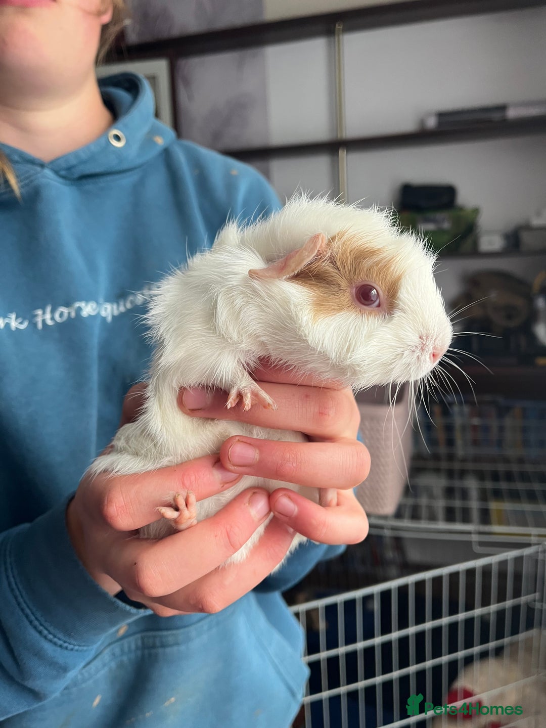 Guinea Pig rodents for sale: 2 little piggies  - Image 2