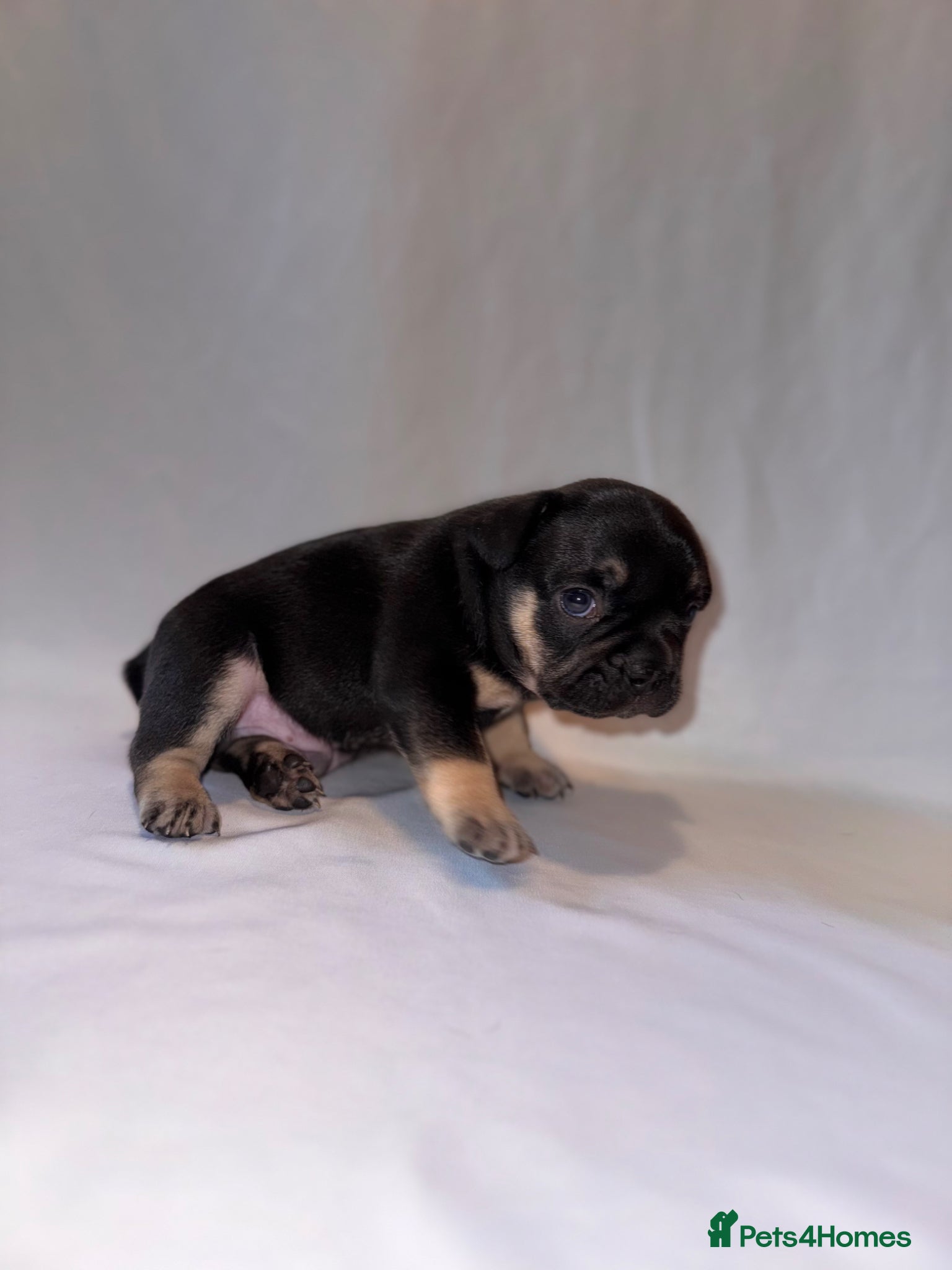 French Bulldog dogs for sale: Exceptional French Bulldog Puppies in Bristol - Advert 17