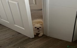 Pomeranian dogs for adoption: Cute Miso is looking for her forever lap 💖🐾 - Image 5
