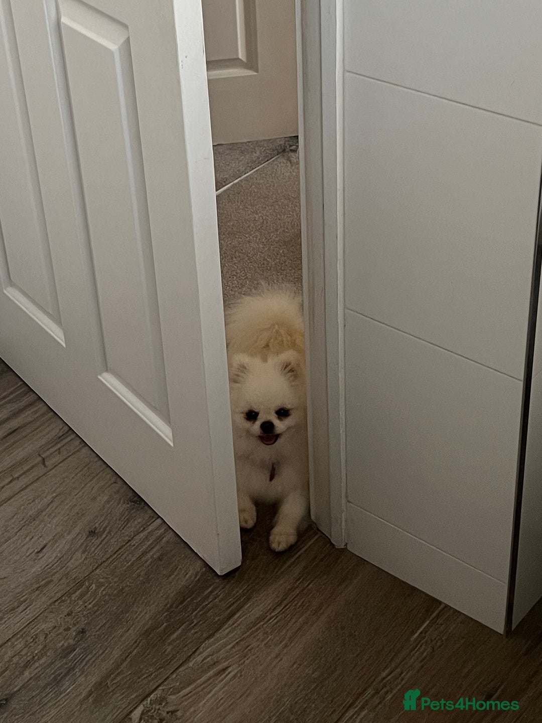 Pomeranian dogs for adoption: Cute Miso is looking for her forever lap 💖🐾 - Image 5