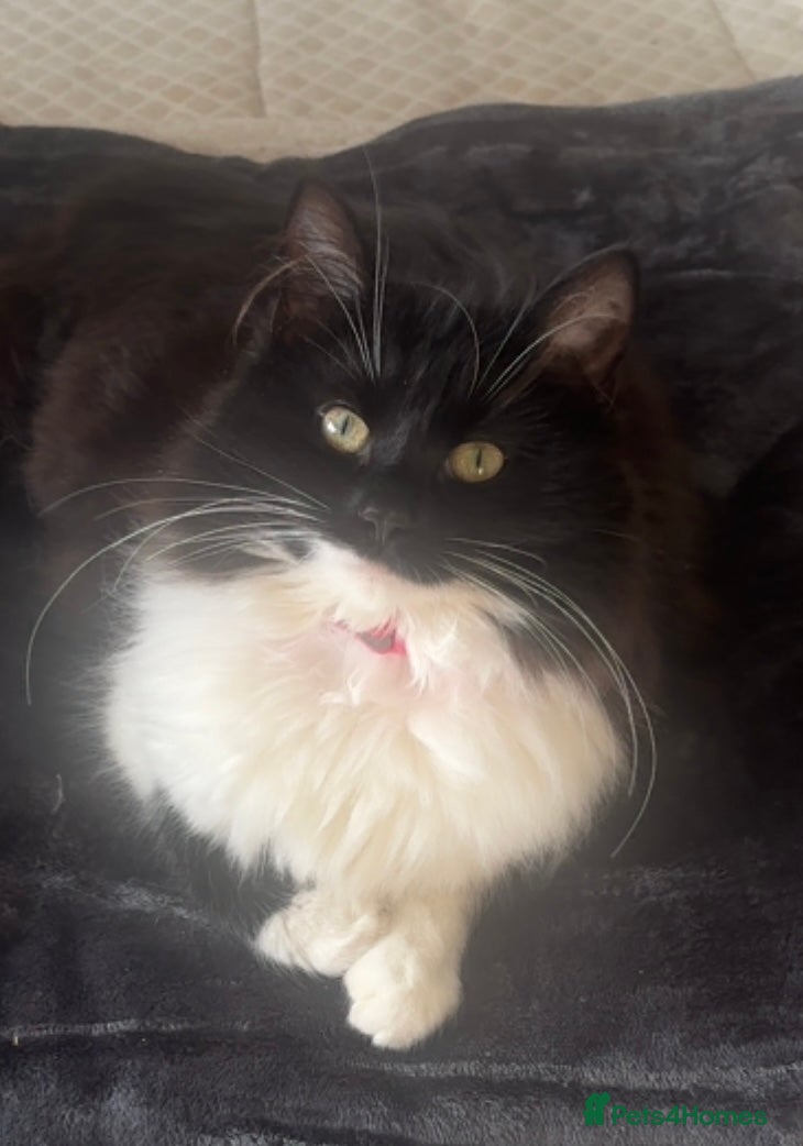 Mixed Breed cats Kittens for Sale  - Advert 2