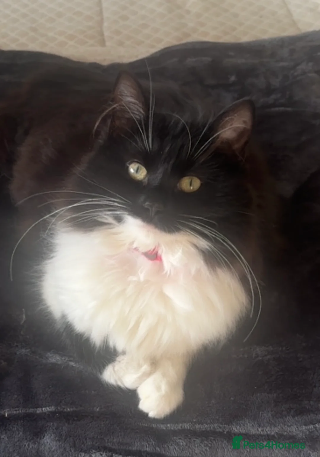 Mixed Breed cats for sale: Kittens for Sale  - Advert 1