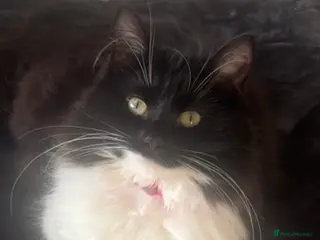 Mixed Breed cats Kittens for Sale - Advert 2