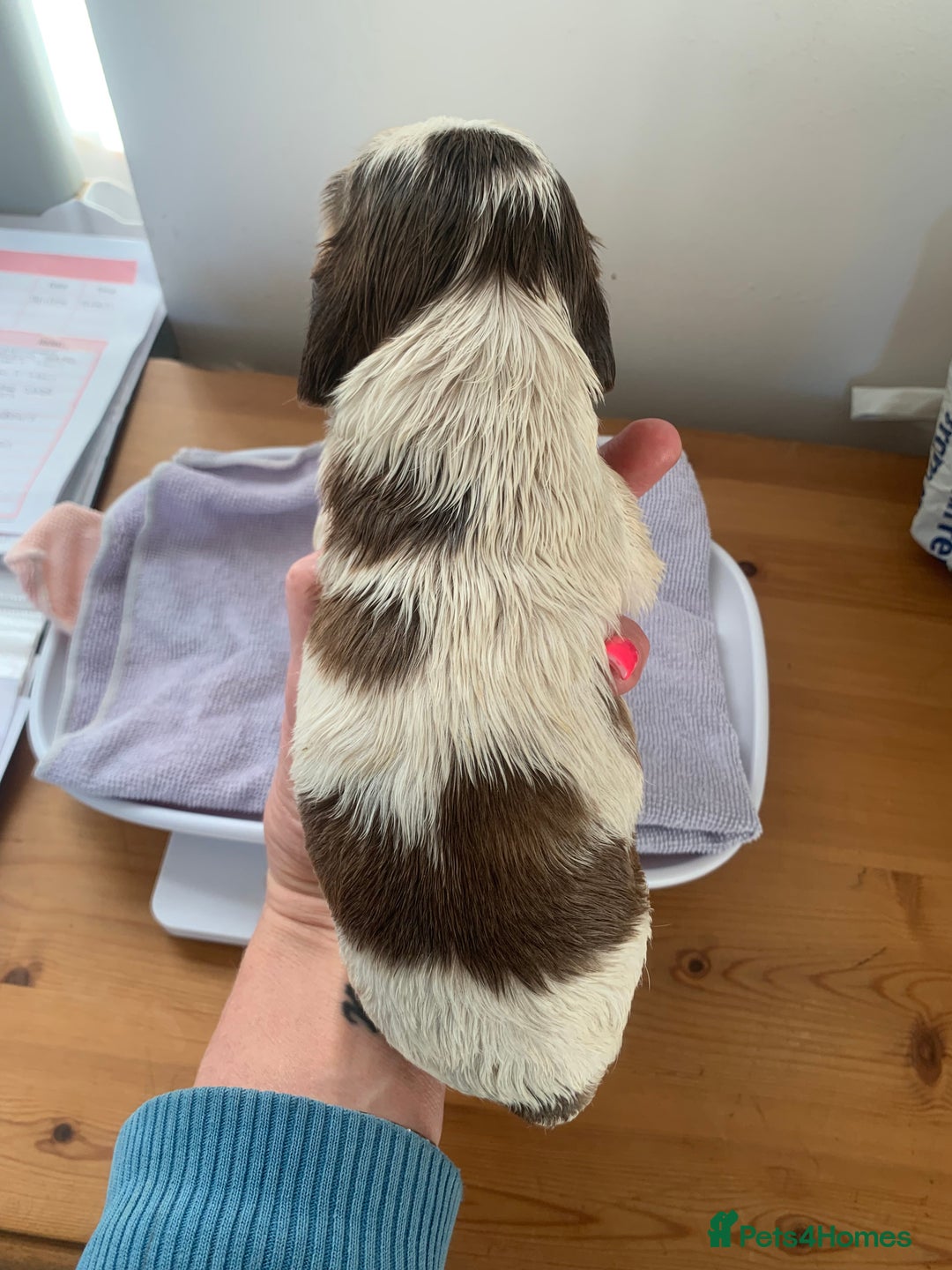 Cocker Spaniel dogs for sale: Beautiful show line cocker spaniel puppies  - Advert 15