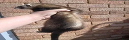 Ferret rodents for sale: 10 week old kits - Advert 18