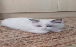 Ragdoll cats for sale: Ragdoll Kittens Championship DNA tested GCCF reg - Image 6