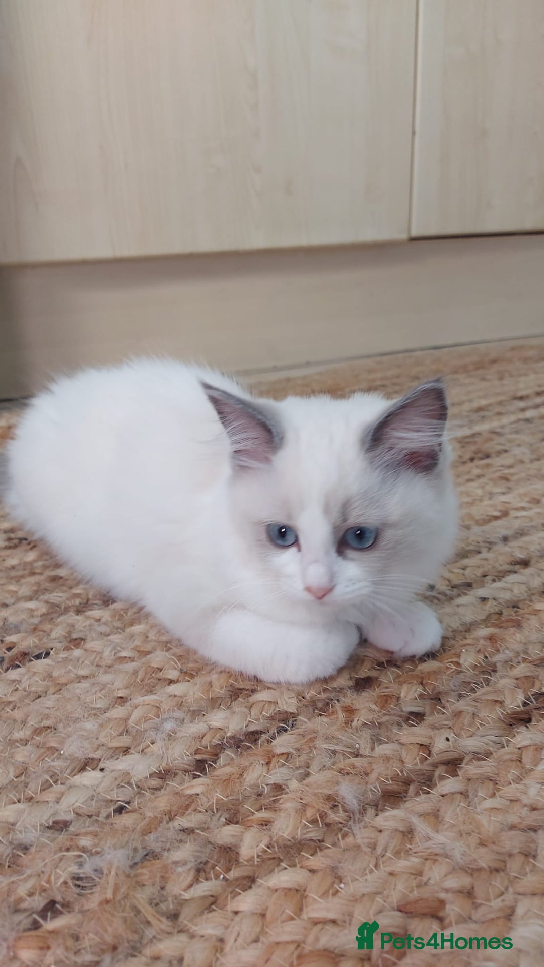 Ragdoll cats for sale: Ragdoll Kittens Championship DNA tested GCCF reg - Image 6