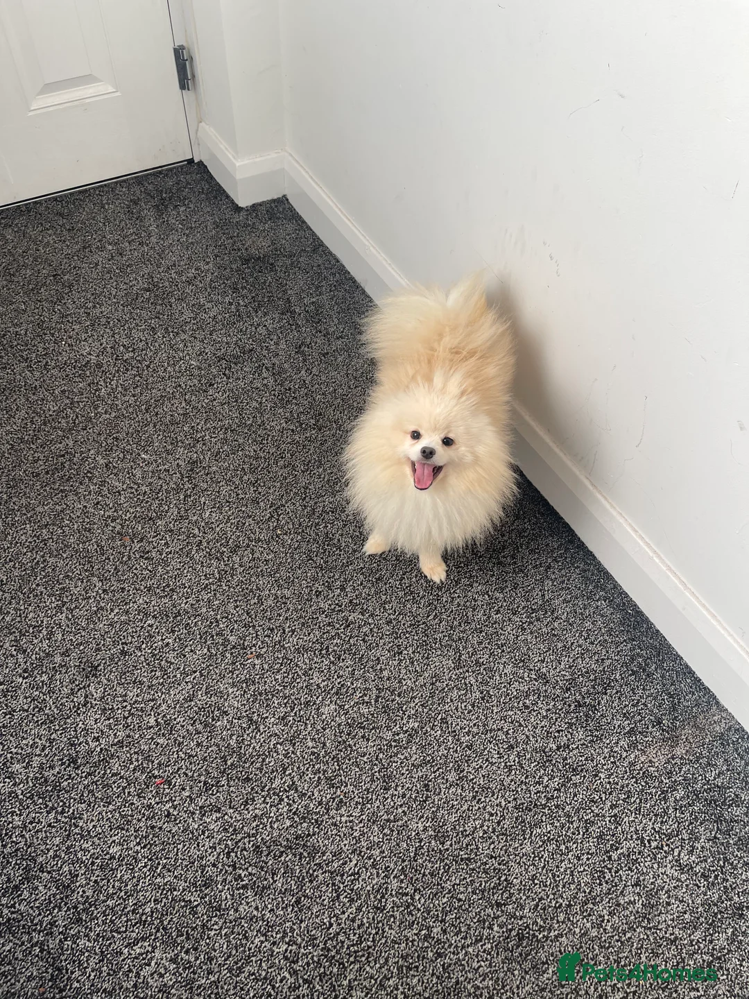 Pomeranian dogs for sale: Pomeranian puppy Male white - Advert 5