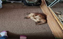 Ragdoll cats for sale: I've got some adorable Ragdoll kittens 😻🥰🐾 - Image 5