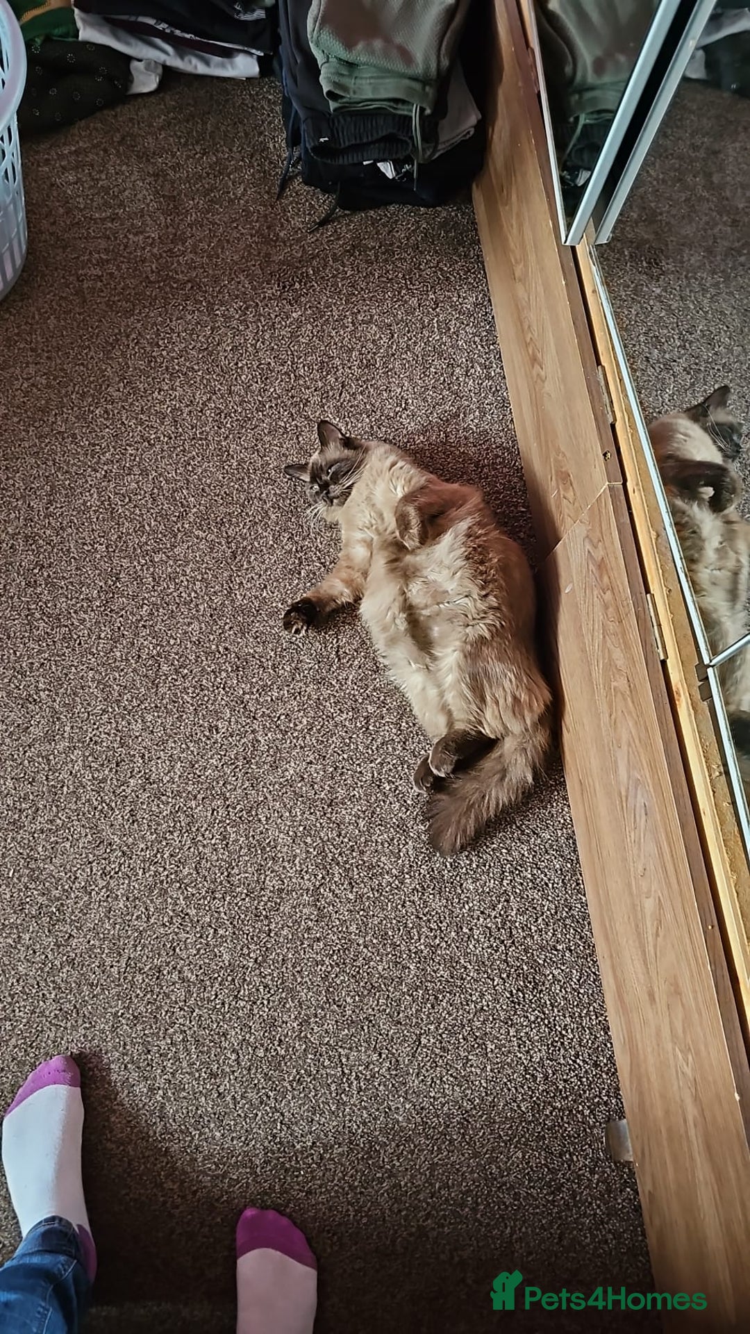 Ragdoll cats for sale: I've got some adorable Ragdoll kittens 😻🥰🐾 - Image 5