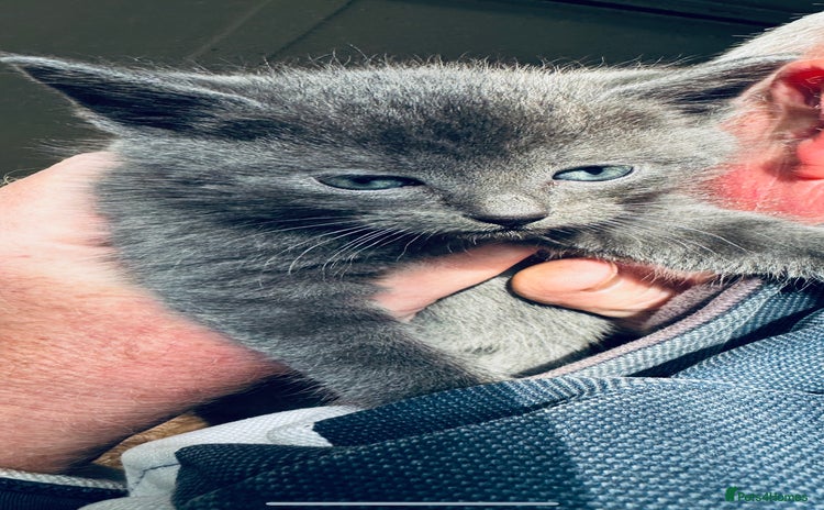 British Shorthair cats - Advert 3