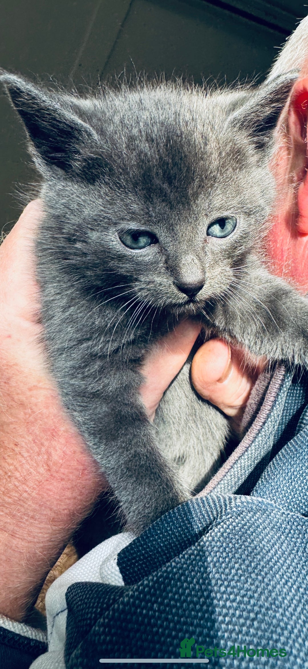 British Shorthair cats for sale: Beautiful kittens for sale - Image 8