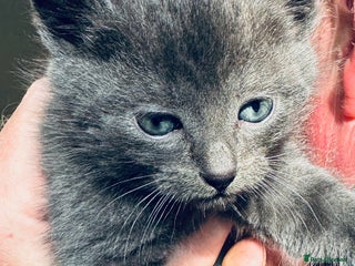 British Shorthair cats - Advert 21