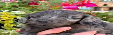 Cockapoo 1