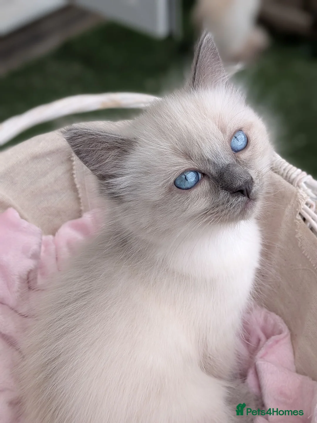 Ragdoll cats for sale: 🐾Ragdoll kittens for sale🐾 - Advert 1