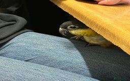 Parrots birds for sale: Black Headed Caique - Advert 4