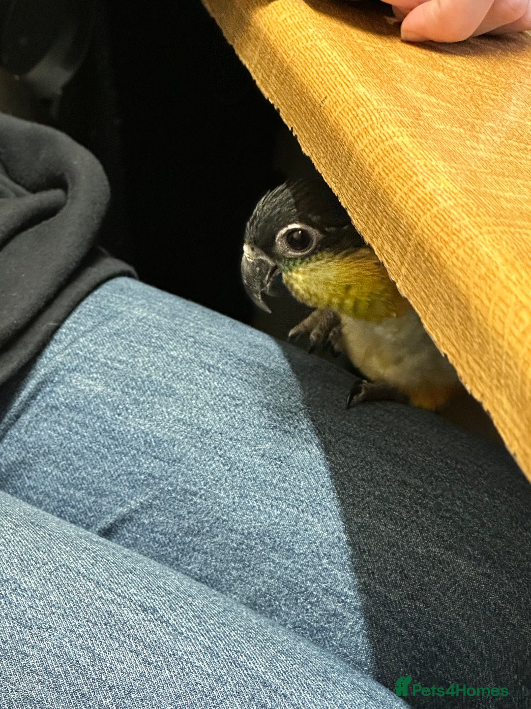 Parrots birds for sale: Black Headed Caique - Advert 4