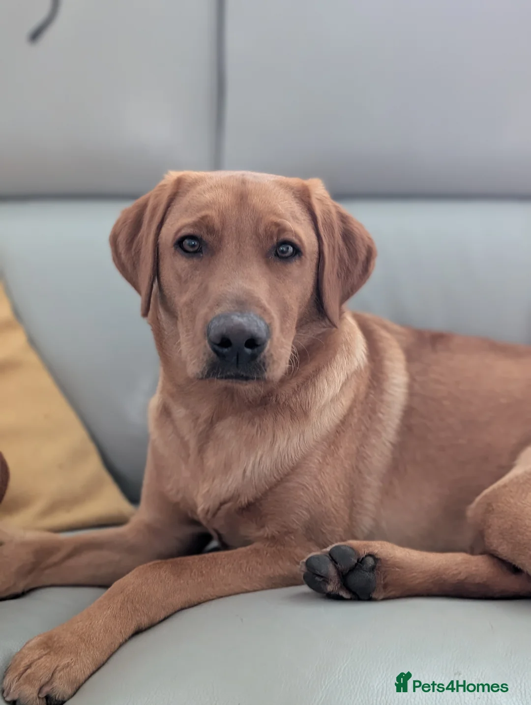 Labrador Retriever dogs for sale: Adorable 10 month male lab - Advert 2