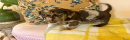 Mixed Breed dogs for sale: Doxie puppies  - Advert 32