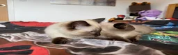 Ragdoll cats for sale: Ragdoll Kittens for Sale - Advert 10