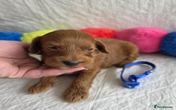 Mini Goldendoodle dogs for sale: 👑Superb Rare Toy/Mini Deepest Red Goldendoodles👑 - Image 28