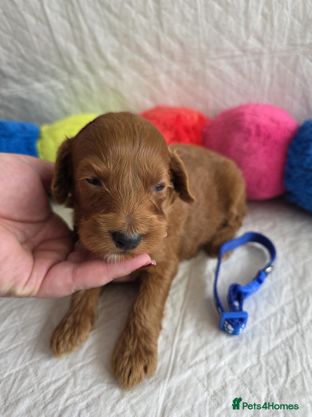 Mini Goldendoodle dogs for sale: 👑Superb Rare Toy/Mini Deepest Red Goldendoodles👑 - Image 28
