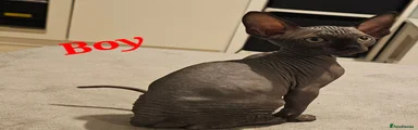 Sphynx 1
