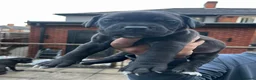 Cane Corso dogs for sale: DeBella Cane Corso Pups - Advert 6